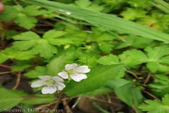 Geranium wallichianum